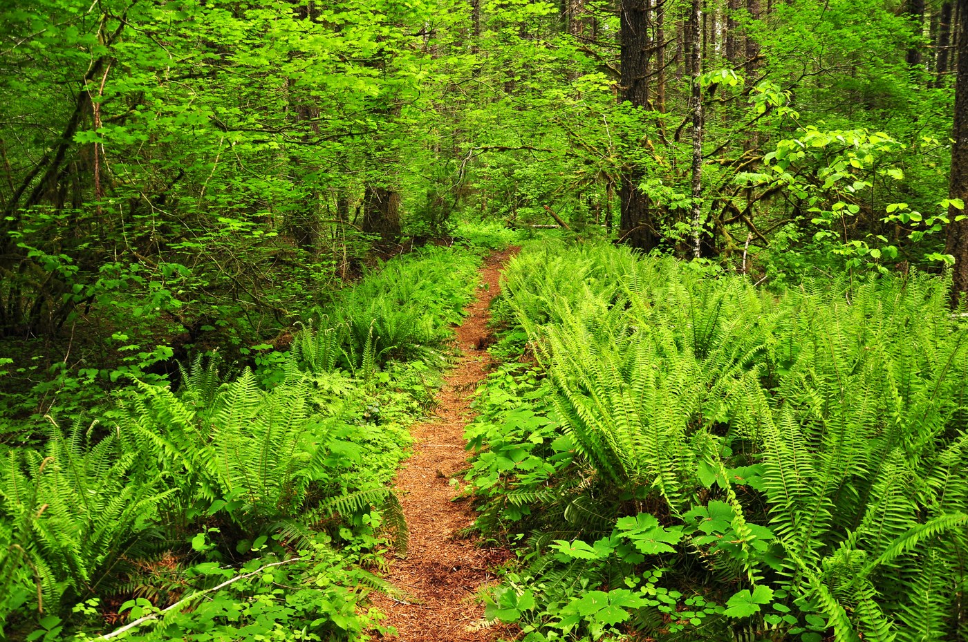 Dry Creek — Washington Trails Association